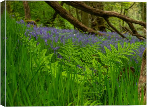Bluebells in the woods Canvas Print by George Robertson