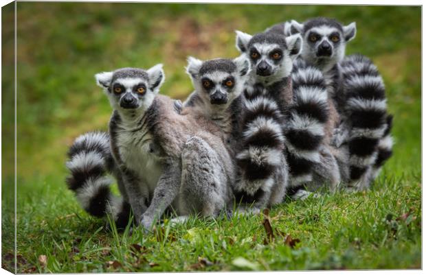 Family of Ring Tailed Lemurs Canvas Print by George Robertson