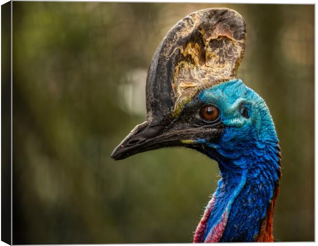 Southern Cassowary Canvas Print by George Robertson