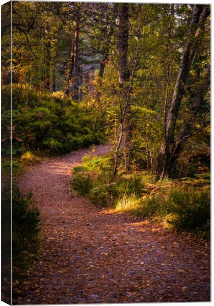 Pathway in the woods of Glen Affric Canvas Print by George Robertson