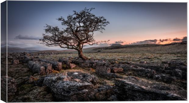 Weathered hawthorn tree at Sunrise Canvas Print by George Robertson