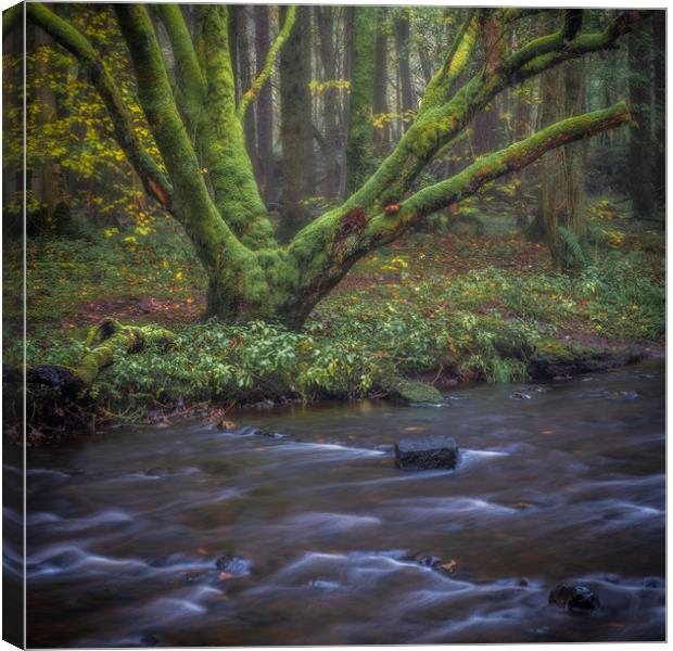 Misty morning in the woods Canvas Print by George Robertson