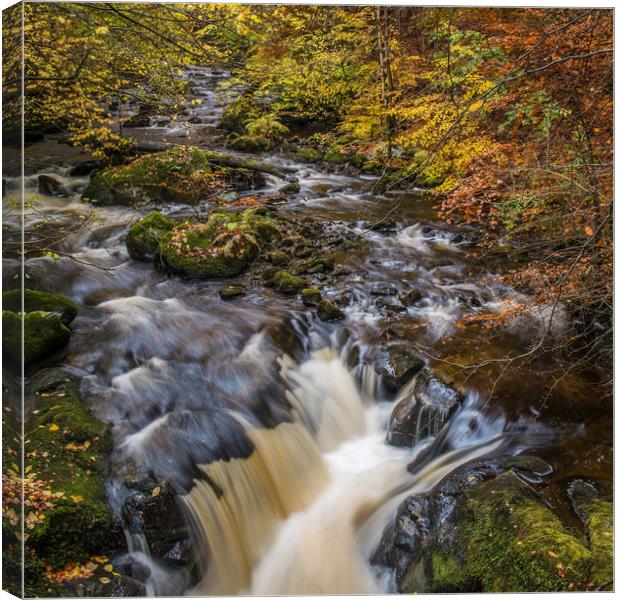 Autumn colours in Perthshire, Scotland Canvas Print by George Robertson