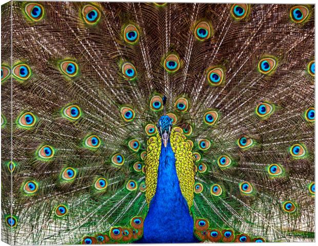 Indian Peacock, Pavo cristatus, displaying its col Canvas Print by George Robertson