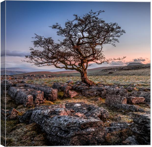 Weathered hawthorn tree at Sunrise Canvas Print by George Robertson