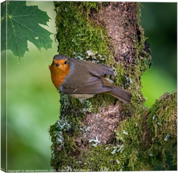 Robin perched on a branch Canvas Print by George Robertson