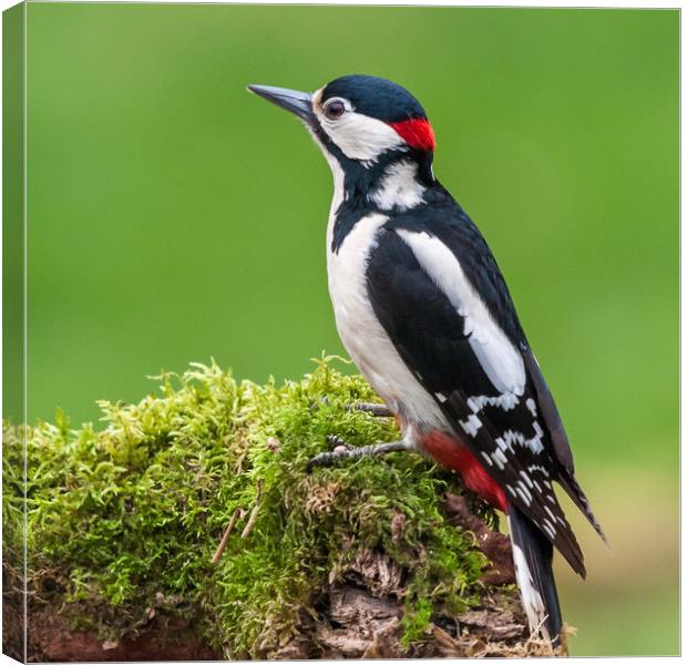 Male Great Spotted Woodpecker (Dendrocopos major) Canvas Print by George Robertson
