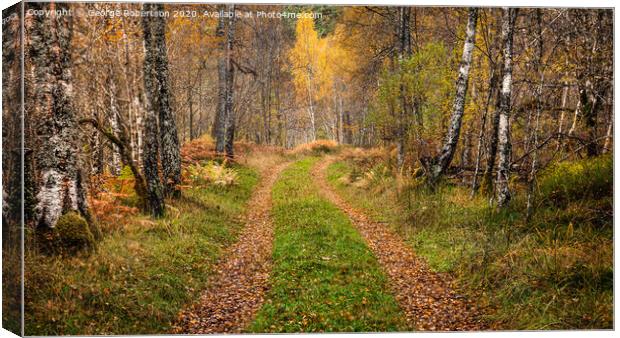  Autumn on a forest trail in Glen Affric Canvas Print by George Robertson
