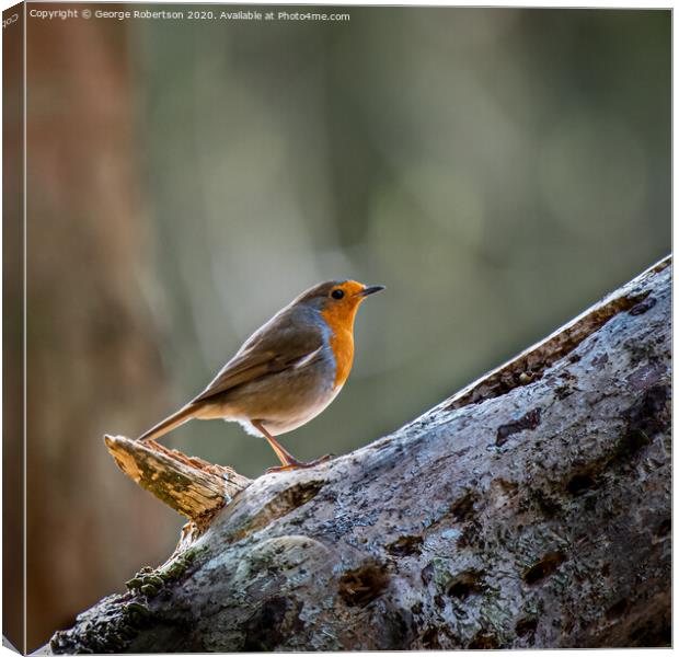 A Robin standing on a fallen tree trunk Canvas Print by George Robertson