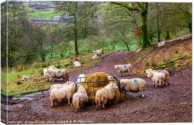 Sheep Feeding in the Brecon Beacons Canvas Print by Dan Santillo