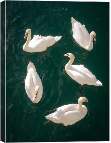 Bevy of Swans Canvas Print by Jon Rendle
