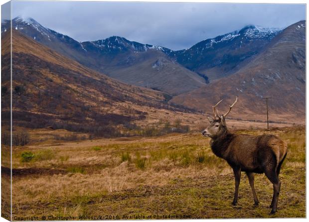 Scottish stag of Glen Etive Canvas Print by Christopher Woloszyk