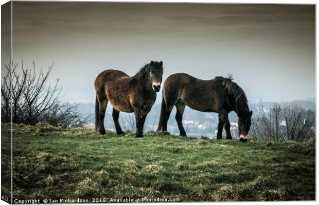 Ponies on the Hills Canvas Print by Ian Richardson