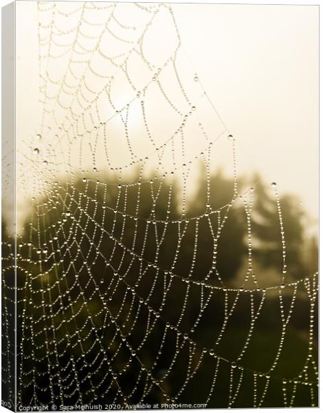 Spiders web covered in dew drops Canvas Print by Sara Melhuish