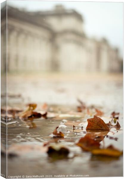 Autumn leaves in a puddle Canvas Print by Sara Melhuish