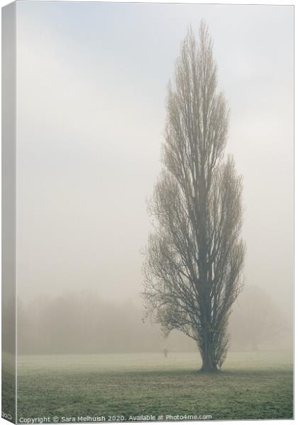 Tall tree in the fog Canvas Print by Sara Melhuish