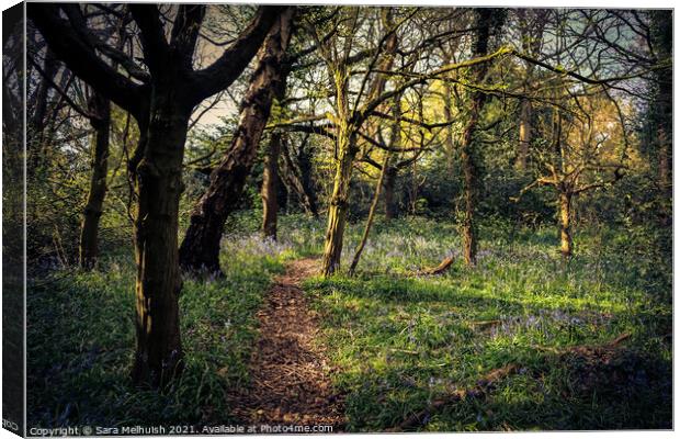 Bluebells in the sunshine Canvas Print by Sara Melhuish