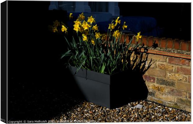 Daffodils in a pebble drive Canvas Print by Sara Melhuish