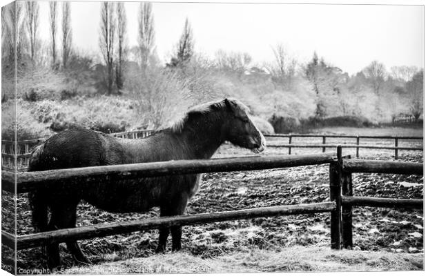 A horse in the snow Canvas Print by Sara Melhuish