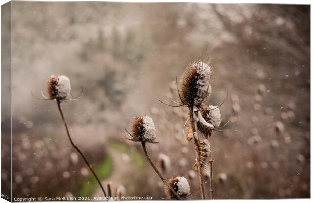 snow covered thistles  Canvas Print by Sara Melhuish