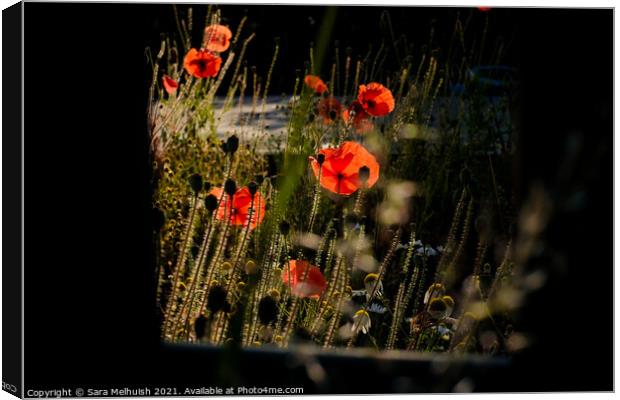 poppies and daisies Canvas Print by Sara Melhuish