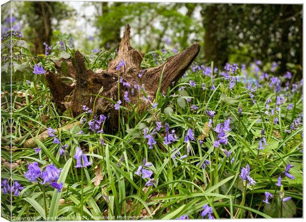 Bluebell woods Canvas Print by Sara Melhuish
