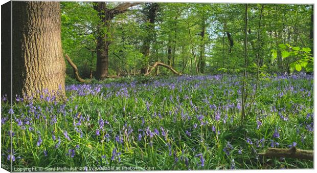 a bluebell clearing Canvas Print by Sara Melhuish