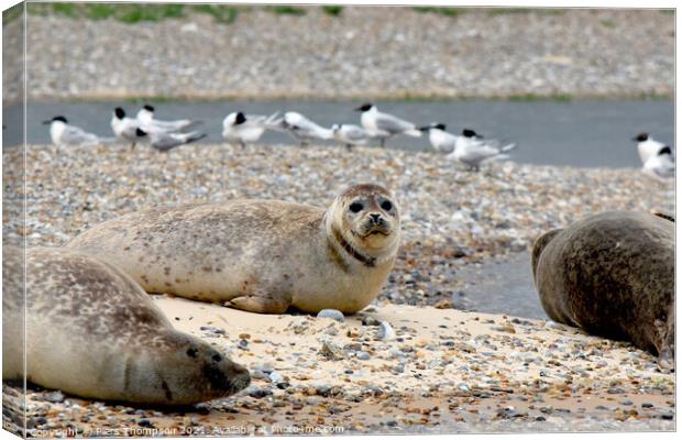 Grey seals soaking up some sun Canvas Print by Piers Thompson