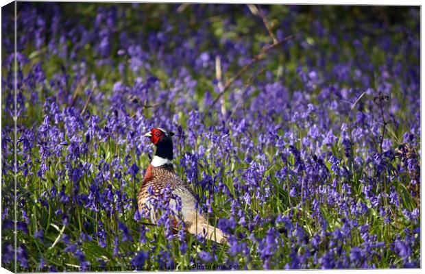 Pheasant in Blue Bell woods, Oxfordshire. Canvas Print by Piers Thompson