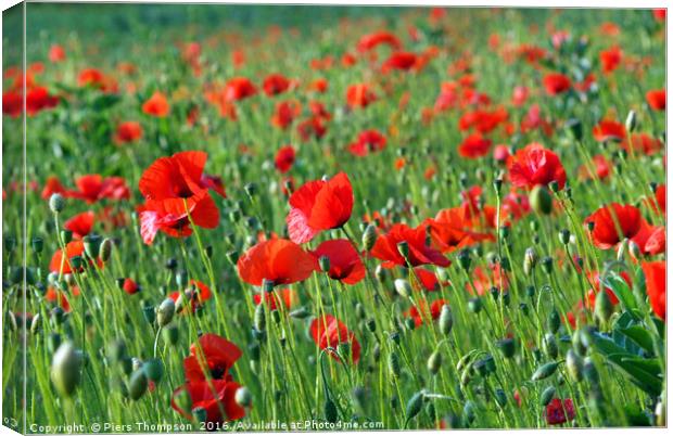 Poppy field Canvas Print by Piers Thompson