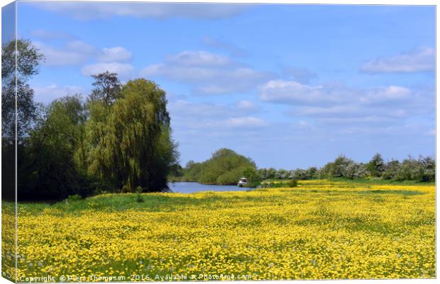 Buttercups by River Thames Canvas Print by Piers Thompson