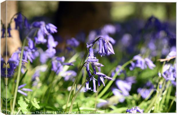 Bluebells close up Canvas Print by Piers Thompson