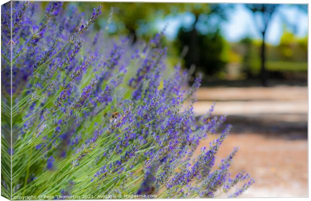 Lavender flowers in the outskirts of Ronda, Andalusia, Spain Canvas Print by Piers Thompson