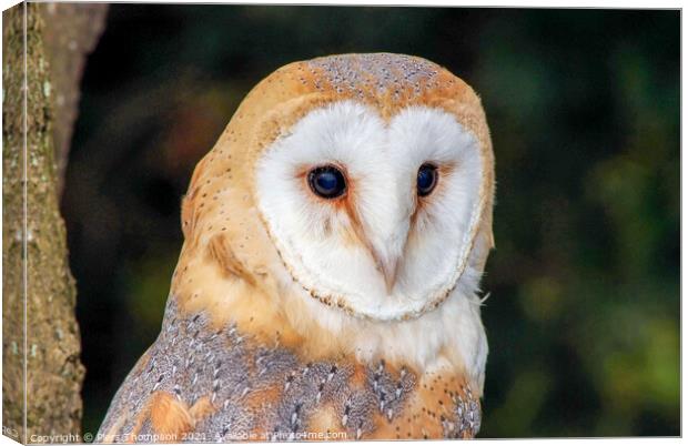 A portrait of a Barn Owl Canvas Print by Piers Thompson