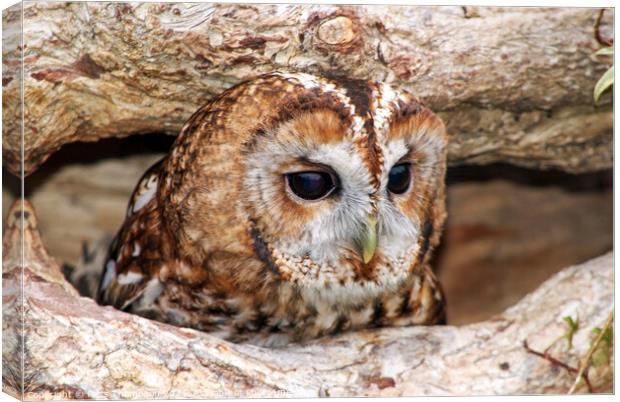 Tawny owl hiding in a tree Canvas Print by Piers Thompson