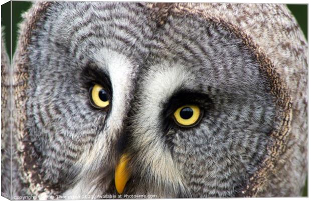 Portrait of a Great grey owl  Canvas Print by Piers Thompson