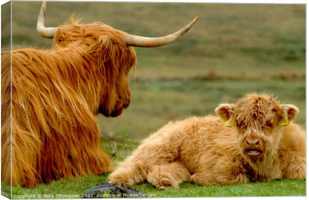 Mother and baby highland cattle Canvas Print by Piers Thompson
