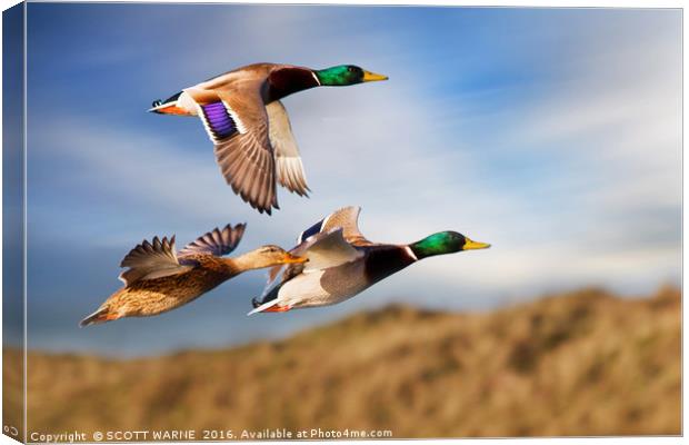 DUCKS ON THE OGMORE RIVER Canvas Print by SCOTT WARNE