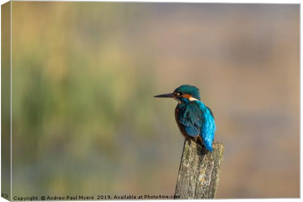 Kingfisher Canvas Print by Andrew Paul Myers