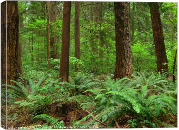 Verdant Understory of the Temperate Rain Forest Canvas Print by Chris Langley