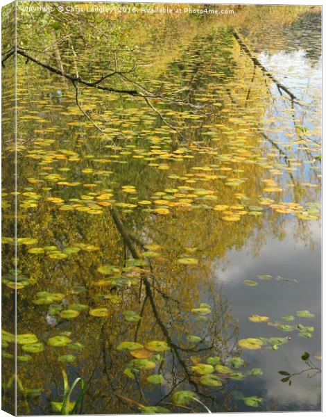 On Golden Pond Canvas Print by Chris Langley