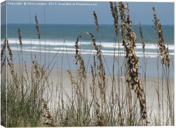 From the Grassy Dunes, Neptune Beach, Florida Canvas Print by Chris Langley