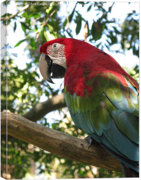 Green Winged Macaw seen in Florida Canvas Print by Chris Langley
