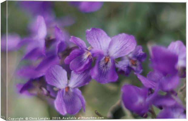   Beautiful violets on a grass bank.               Canvas Print by Chris Langley