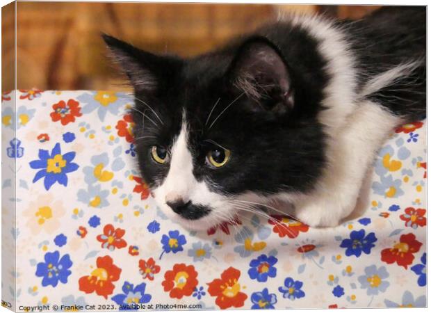 Tuxedo Cat Canvas Print by Frankie Cat