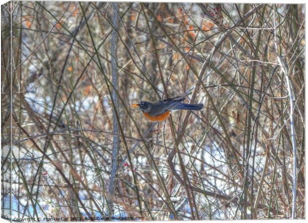 American Robin Canvas Print by Frankie Cat