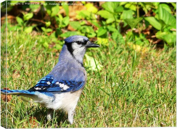 Northern Blue Jay Canvas Print by Frankie Cat