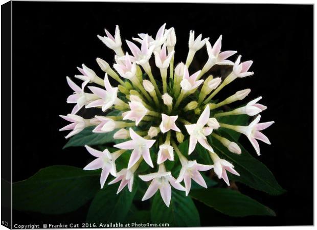 White Pentas Canvas Print by Frankie Cat