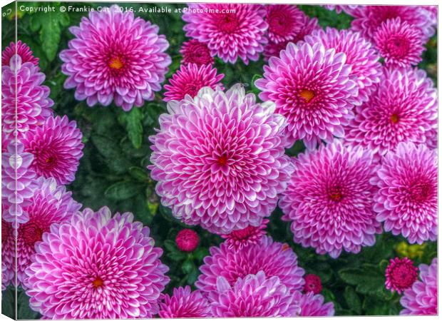 Purple Mums Canvas Print by Frankie Cat