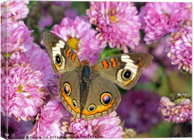 Common Buckeye Butterfly Canvas Print by Frankie Cat